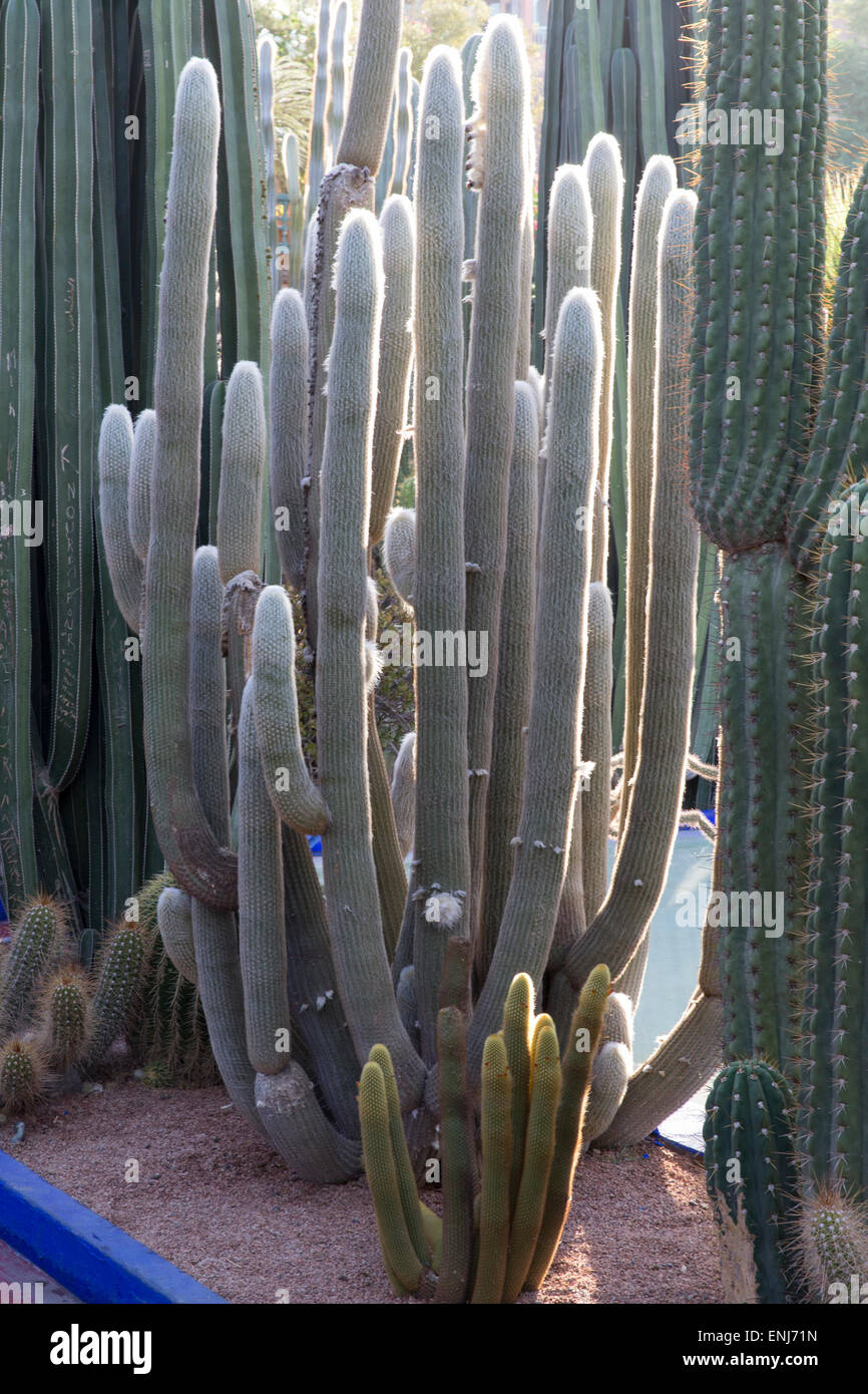 Yves Saint Laurent Garten Marokko Marrakesch marokkanische Gärten