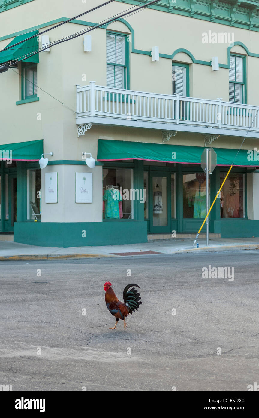 Hahn, beim Überqueren der Straße im Zentrum von Key West. Florida Keys. USA Stockfoto