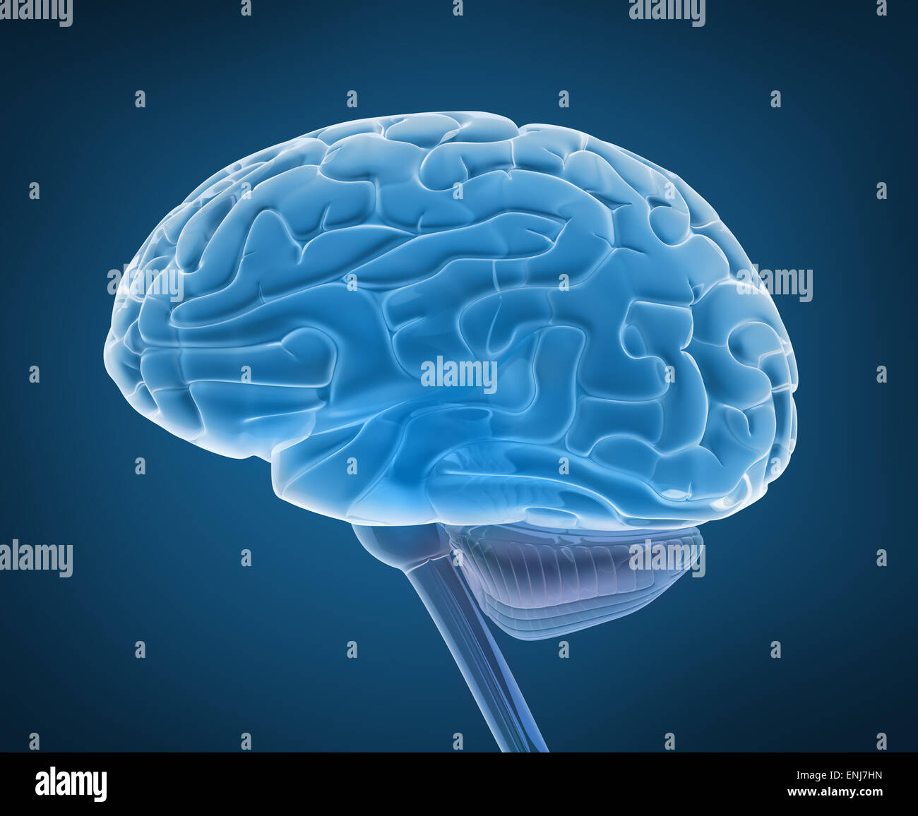Menschlichen Gehirns und des Rückenmarks im Röntgenblick Stockfoto