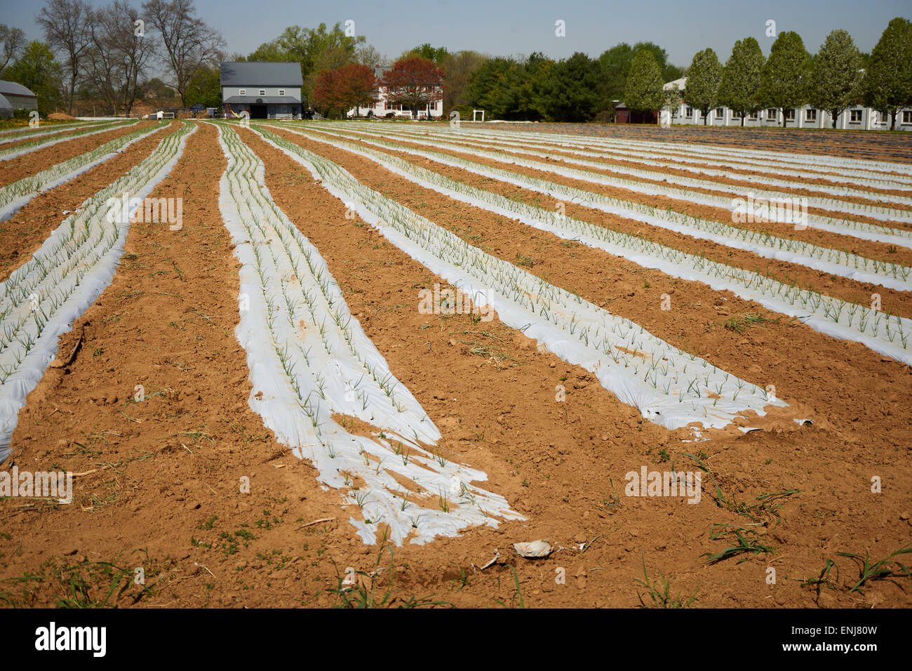 Anbau von Gemüse unter Kunststoff auf einem Bauernhof in Bird in Hand, Pennsylvania, USA Stockfoto