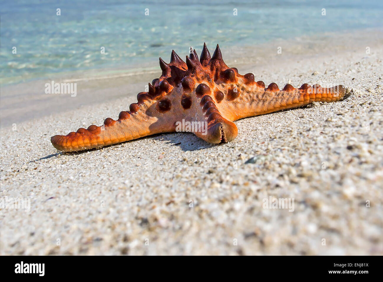 Seestern auf sand Stockfoto