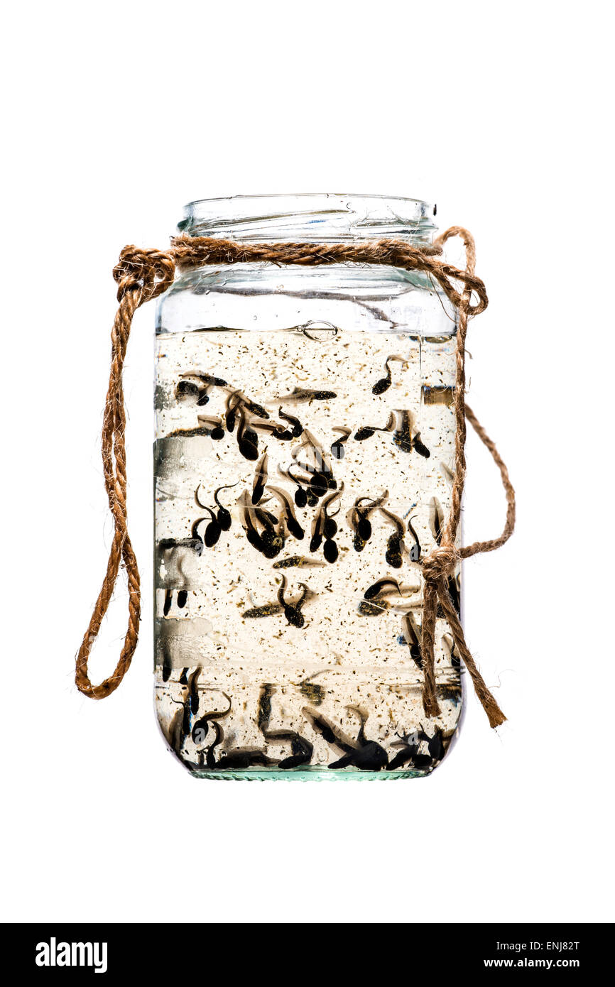 Kaulquappen in ein Glas Marmelade Jar, vor einem weißen Hintergrund. Stockfoto