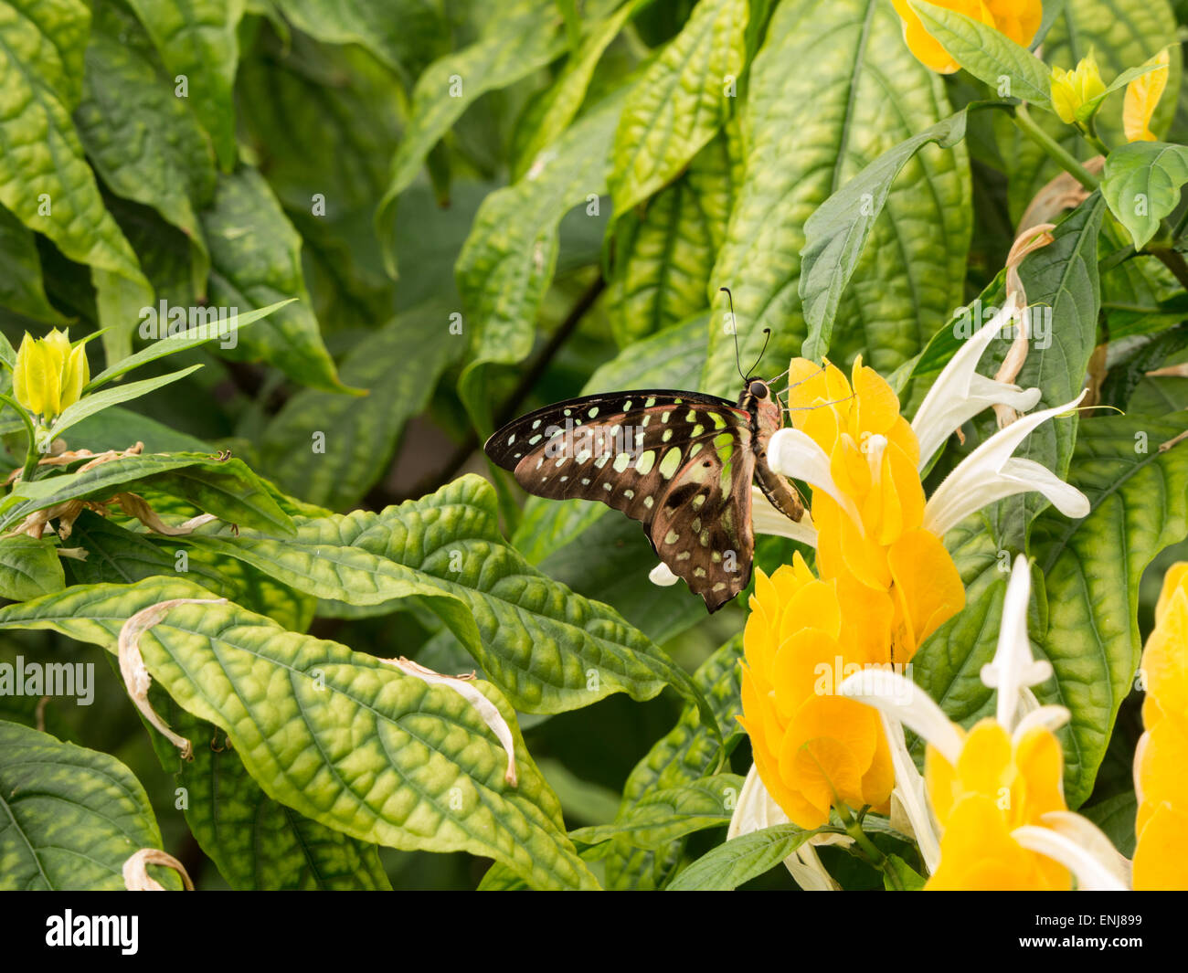 Nahaufnahme von detailliertes grüne Jay Schmetterling mit geschlossenen Flügeln Stockfoto