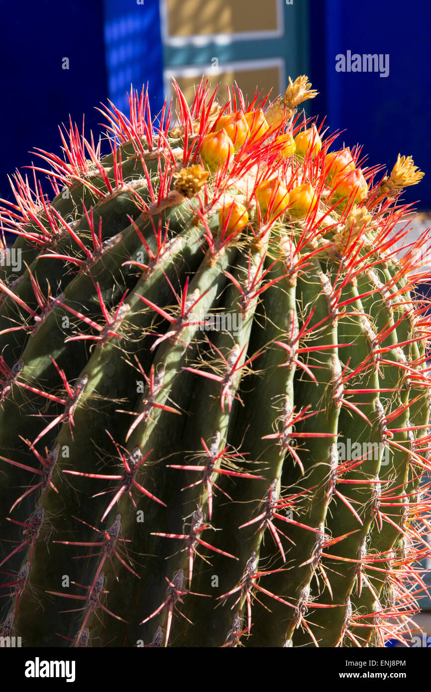 Ferocactus pilosus cactus in Blüte in einem Kaktusgarten Marokko Marrakesch Marrakesch Jardin Majorelle Yves Saint Laurent Garten Stockfoto