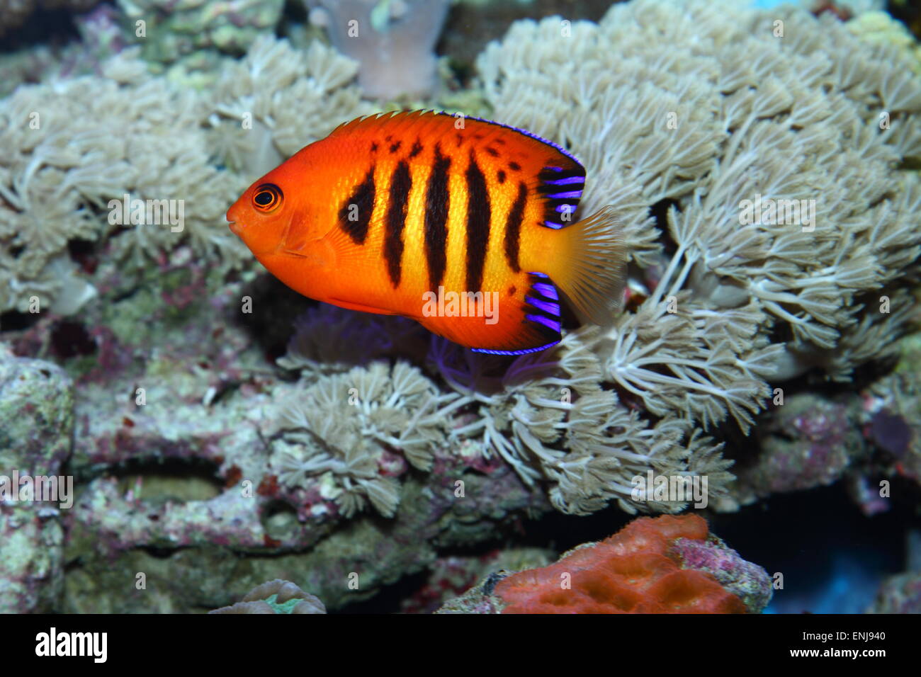 bunte tropische Fische, die in den Korallenriffen lebt Stockfoto