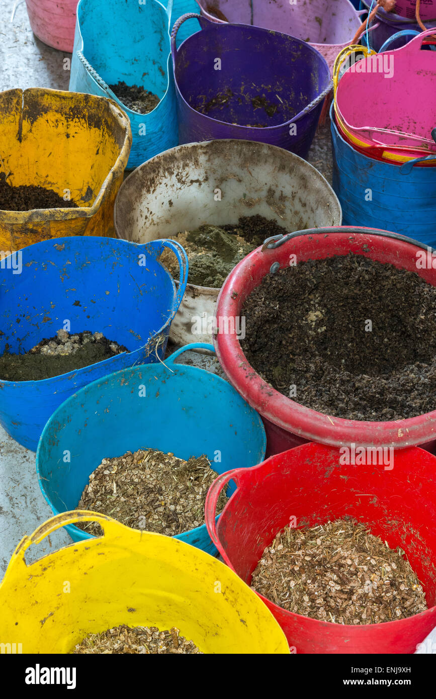 Bunte Pferde füttern Eimer gefüllt mit verschiedenen Futtermitteln. Stockfoto