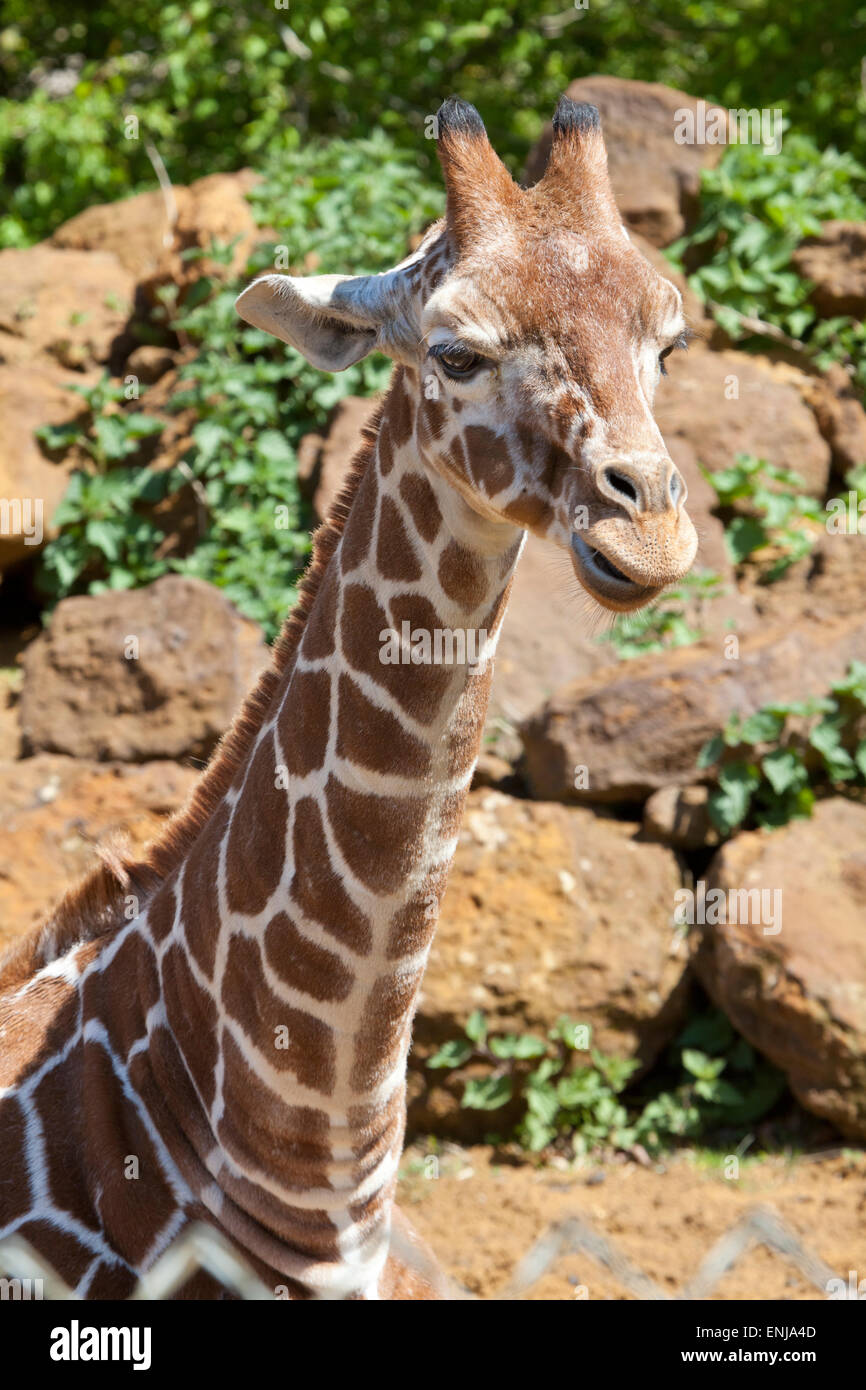 Im Hochformat eines jungen retikuliert Giraffe Kopf und Hals Stockfoto
