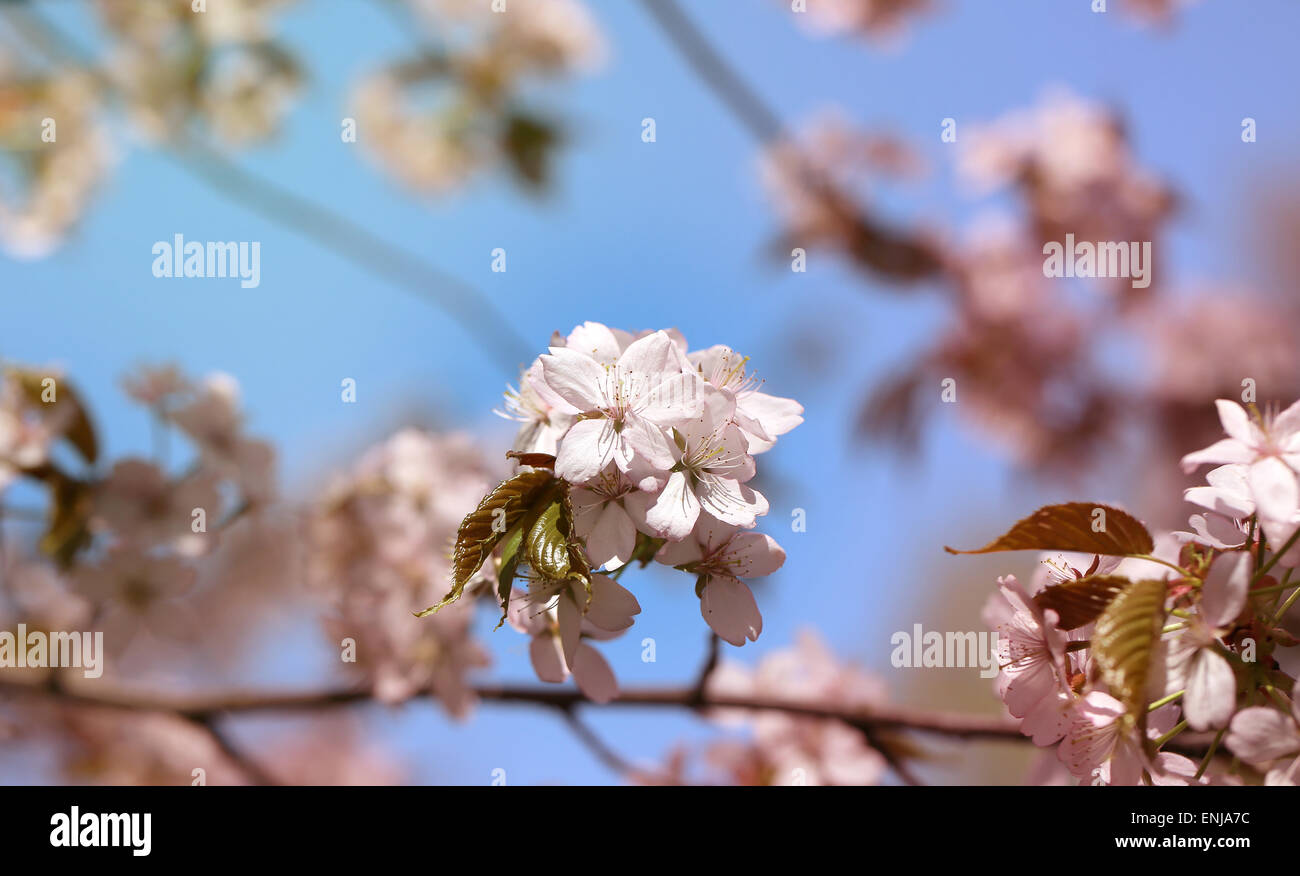 Foto Cherry blossoms Stockfoto