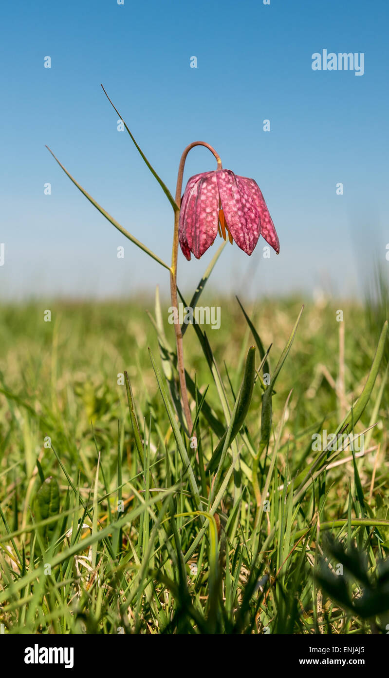 Kopf der Schlange Fritillary - wilde Blume Stockfoto