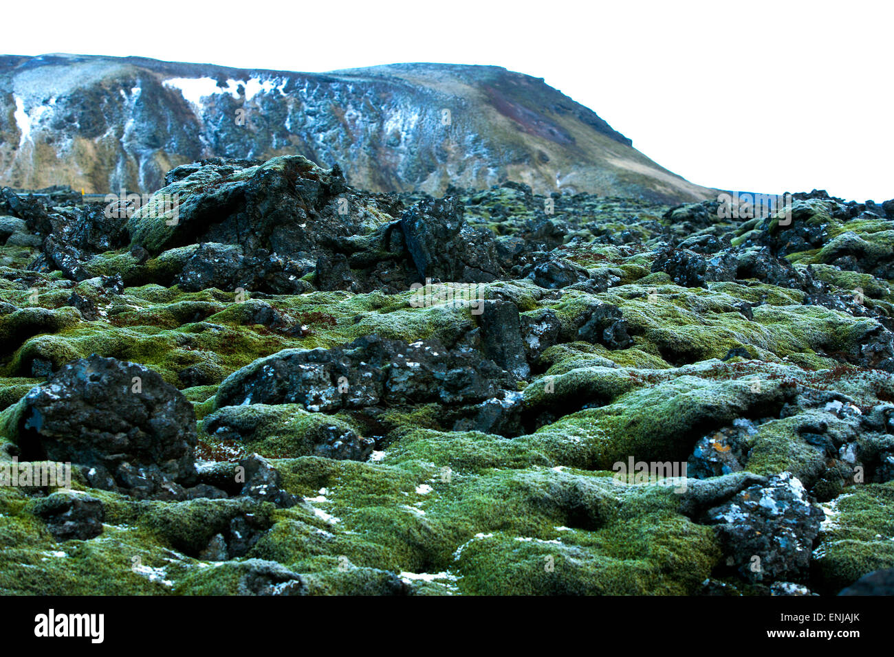 Resistente grünes Moos auf Vulkangestein in Island Stockfoto