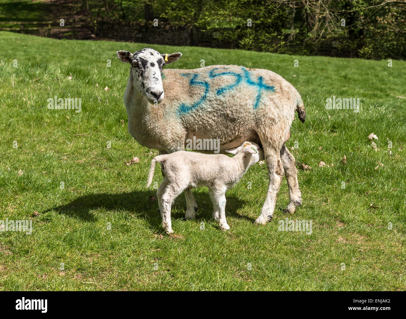 Junge Frühling Lamm und Mutter in Gras Feld Stockfoto