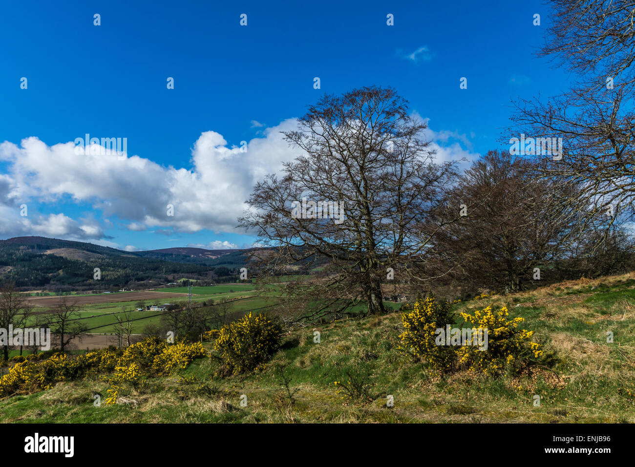 Ginster und Eiche Bäume auf Barmekin Hügel, Aberdeenshire, Schottland. Stockfoto