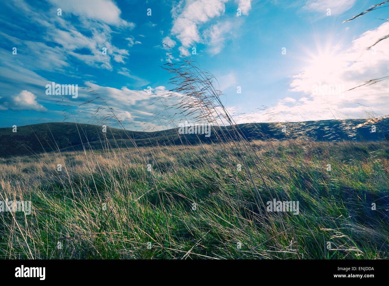 Wilden abgelegenen englischen Landschaft im Sommer mit sanften Hügeln. Instagram geben Styling angewendet. Stockfoto