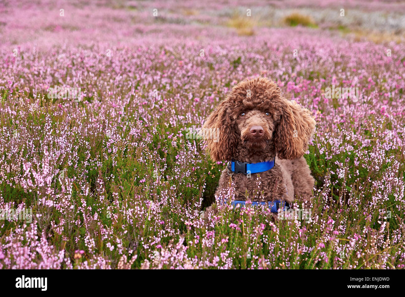 Eine braune Pudel unter lila blühende Heide auf Northumberland Moors. Stockfoto