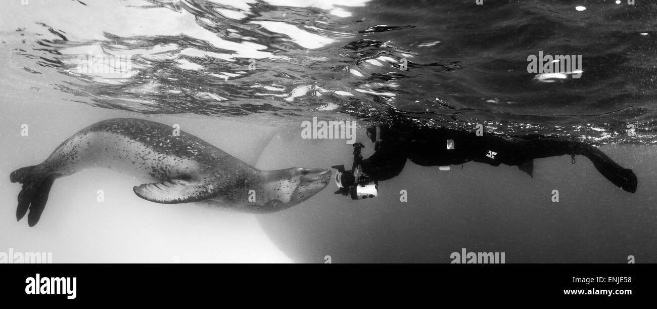Taucher kommt von Angesicht zu Angesicht ein Seeleopard (Hydrurga Leptonyx), Astrolabium Island, Antarktis. Bild zeigt das volle Ausmaß der th Stockfoto