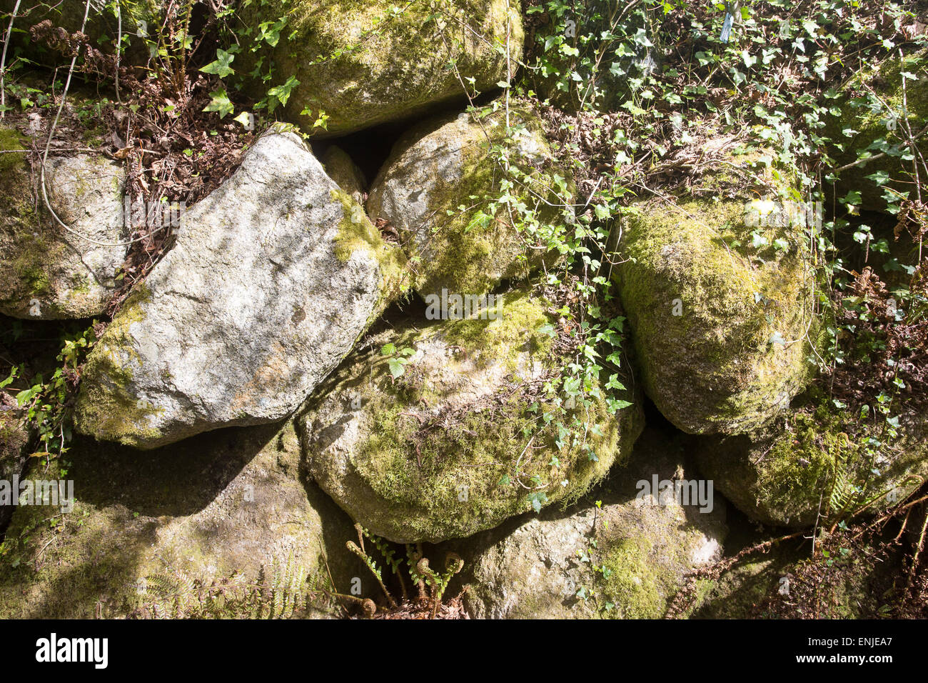 großer Felsen Wand Moos Reben bewachsen Stockfoto