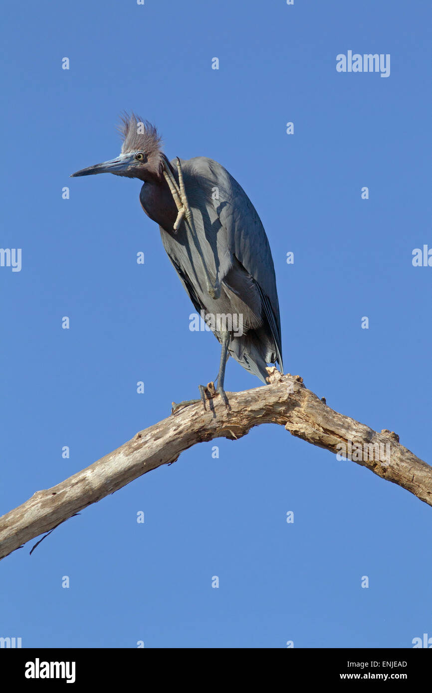Kleine blaue Reiher Egretta Caerulea thront im Toten Mangroven-Baum Golfküste Florida USA Stockfoto