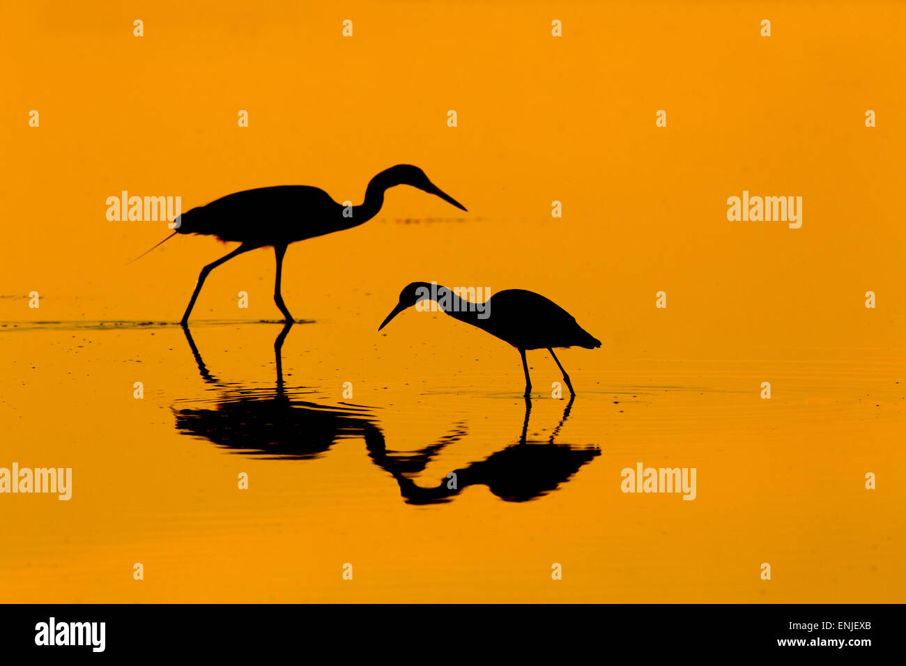 Große Silberreiher und kleine blaue Reiher Egretta Caerulea Dawn Golfküste Florida USA Stockfoto