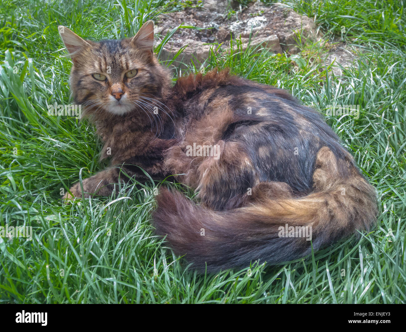 Süße Katze in die Grass - Blickkontakt Stockfoto