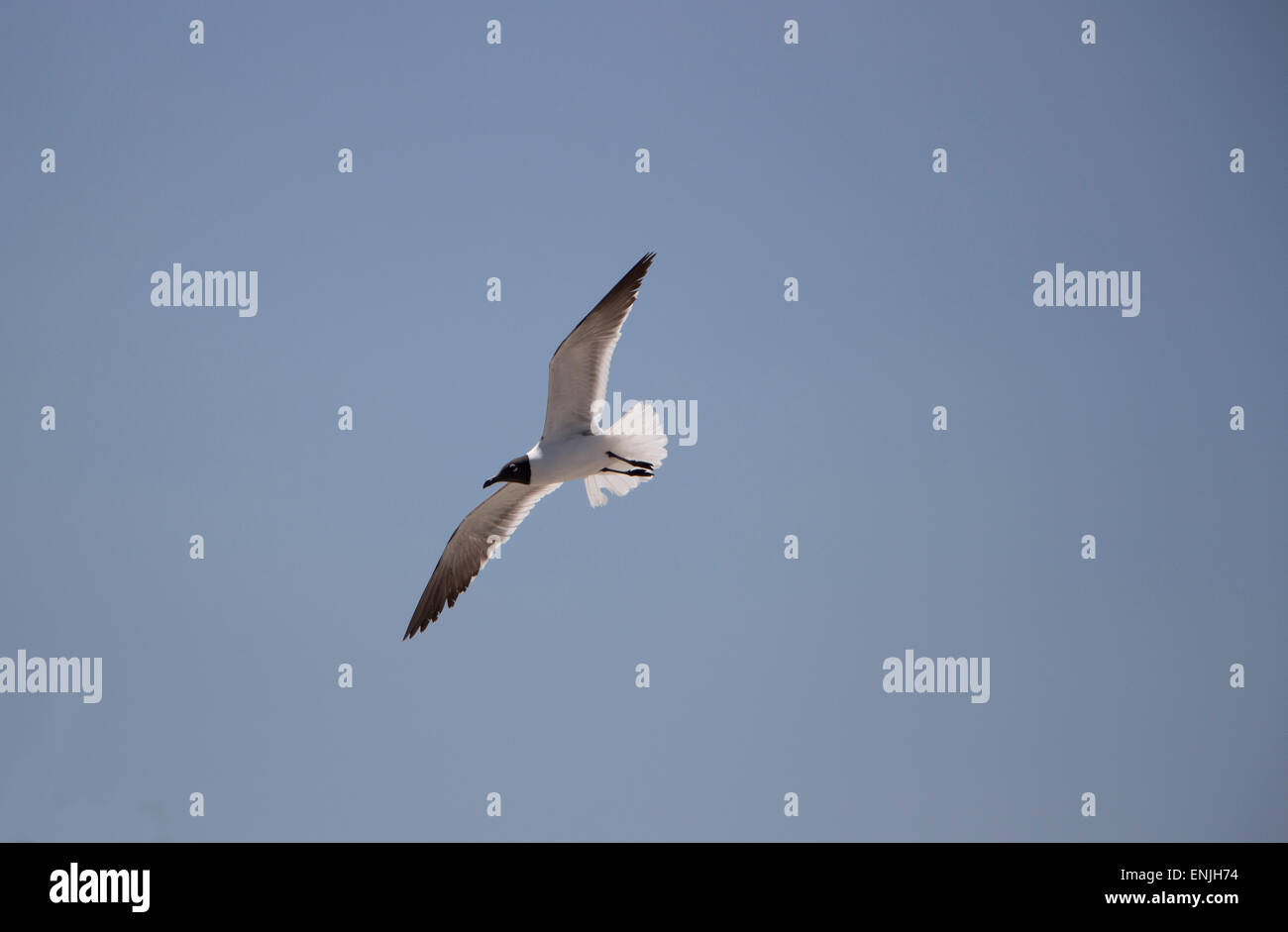 Fliegende Möwe, marine Vogel, Crescent Beach, Atlantik, Florida, USA Stockfoto
