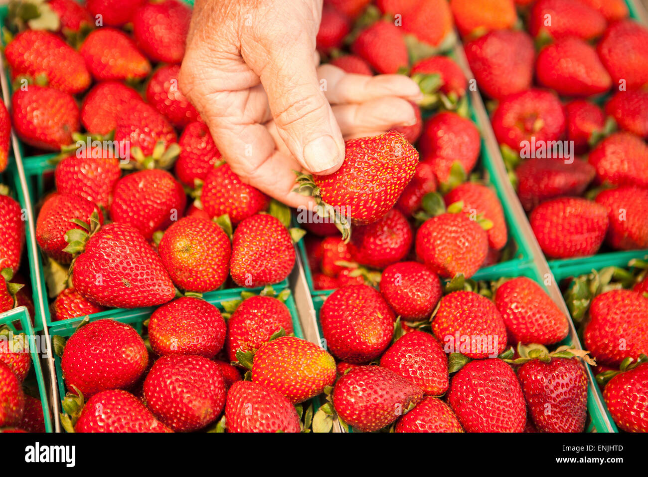 Bio-Erdbeeren, Farmers Market, Santa Barbara, California, Vereinigte Staaten von Amerika Stockfoto