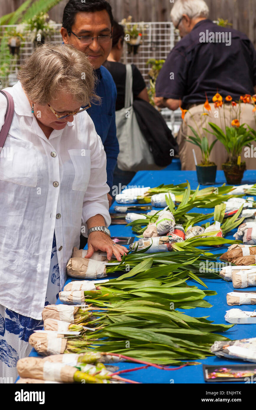 Manolo Arien von Peruflora hilft ein Kunde am Sommer Hummer Orchidee Sale bei Cal-Orchidee, Santa Barbara, California, United Sta Stockfoto