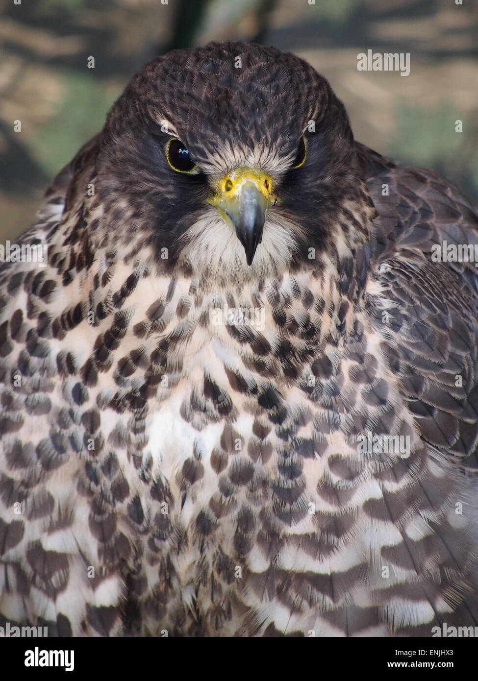 Saker Falcon, Falco Cherrug Stockfoto