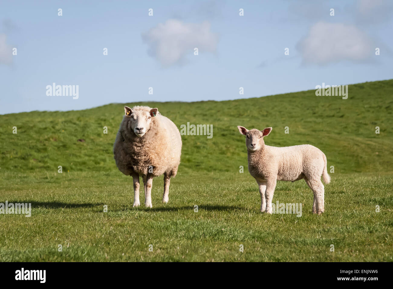 Eine einsame Mutter Schafe und ihr Lamm starrte nach vorne an der Kamera in einem Feld mit einem blauen Himmelshintergrund und keine Zäune Stockfoto