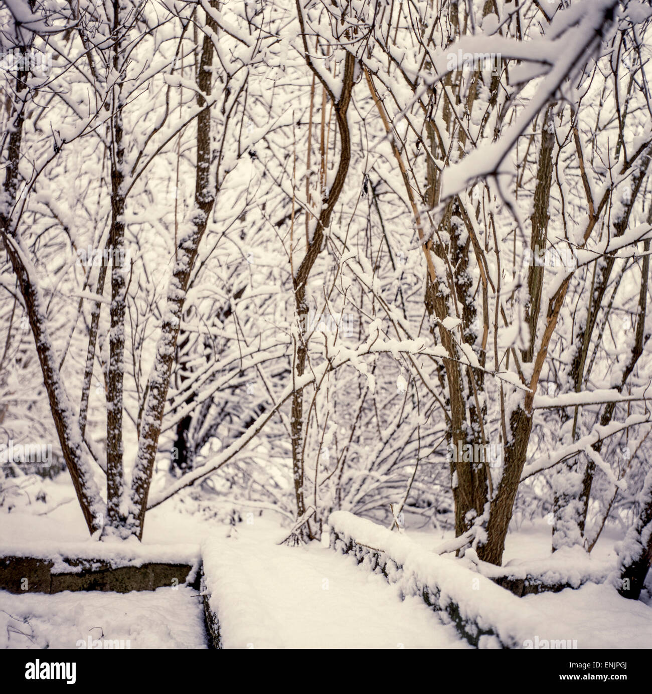 Verschneite Büsche Winterbüsche Unterbürsten Stockfoto