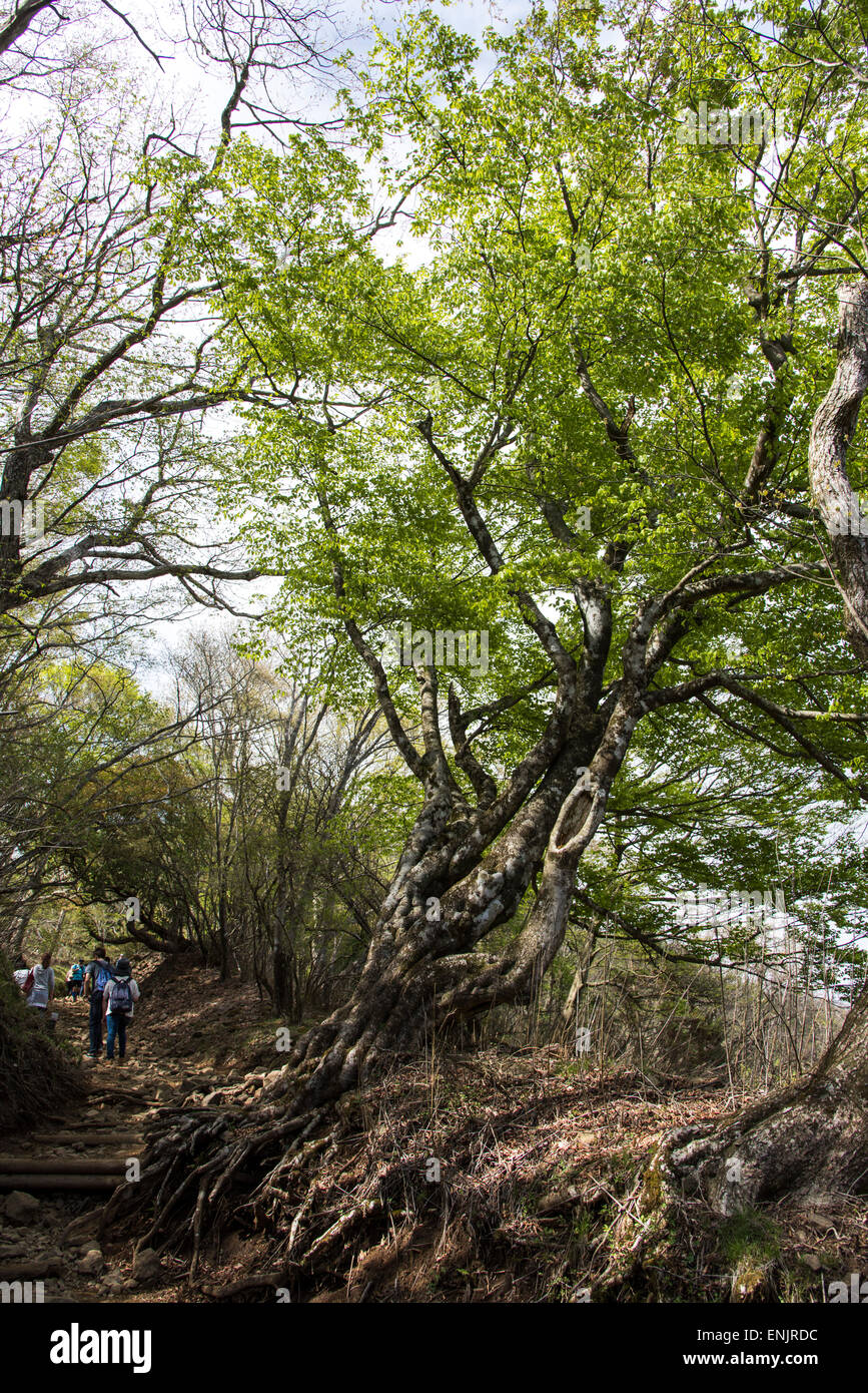 Besteigung des Mt.Ooyama,Isehara Stadt, Kanagawa, Präfektur Hiroshima