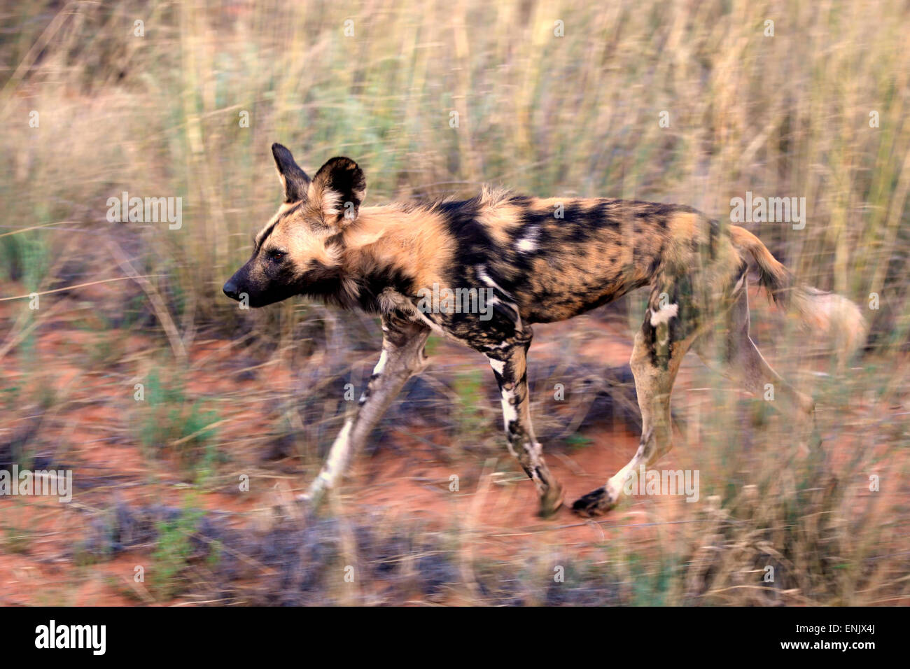 Afrikanischer Wildhund (LYKAON Pictus), Erwachsene, Jagd, ausgeführt, Game Reserve Tswalu Kalahari-Wüste, Nordkap, Südafrika Stockfoto