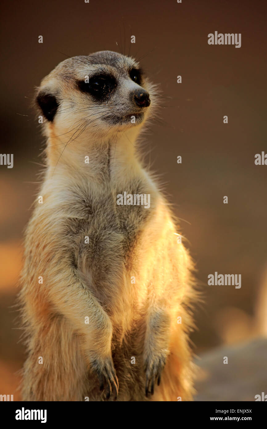 Erdmännchen (Suricata Suricatta), Tswalu Game Reserve, Kalahari-Wüste, Nordkap, Südafrika Stockfoto