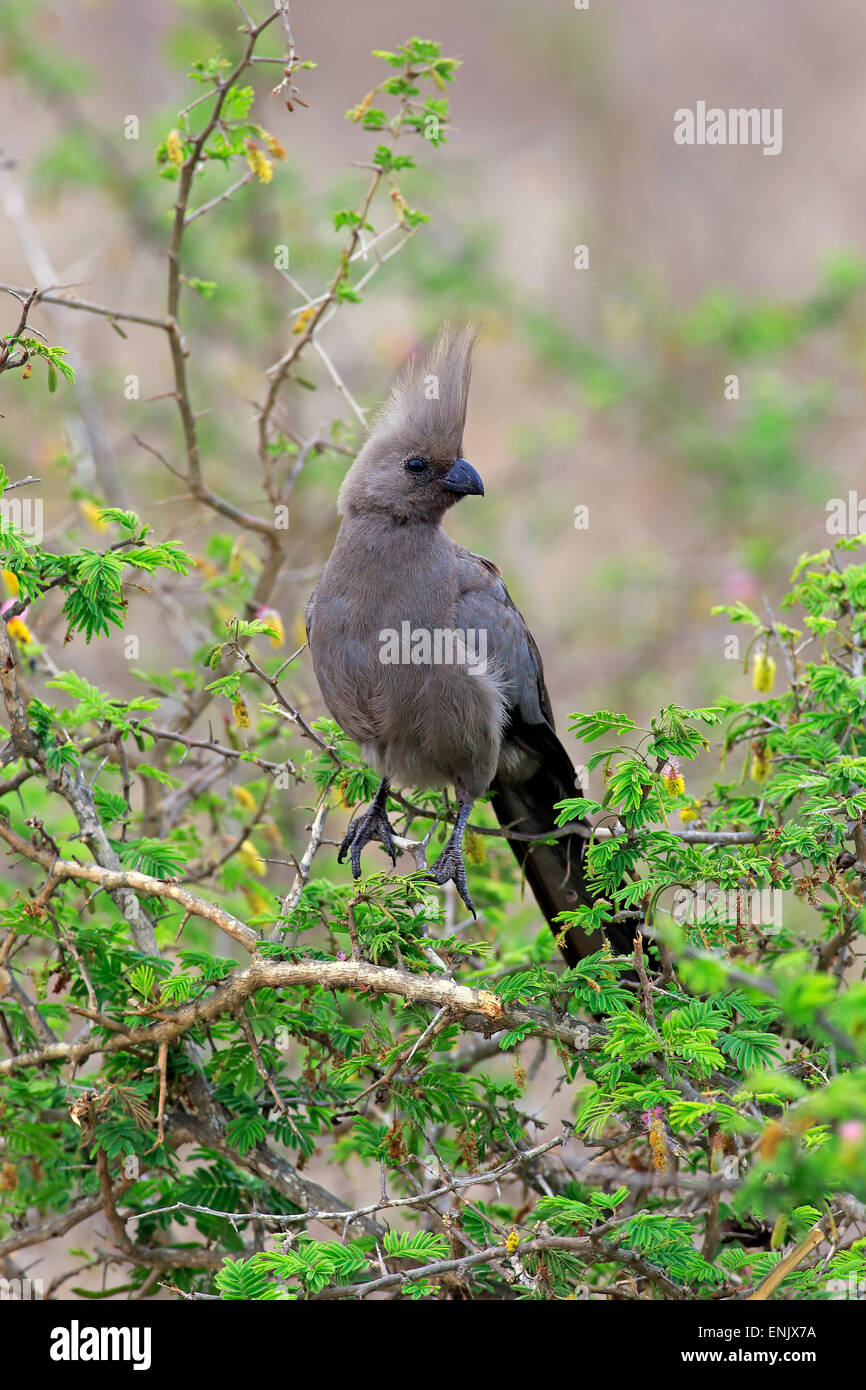 Graue Go-away-Bird (Corythaixoides Concolor), Erwachsene auf Baum, Krüger Nationalpark, Südafrika Stockfoto