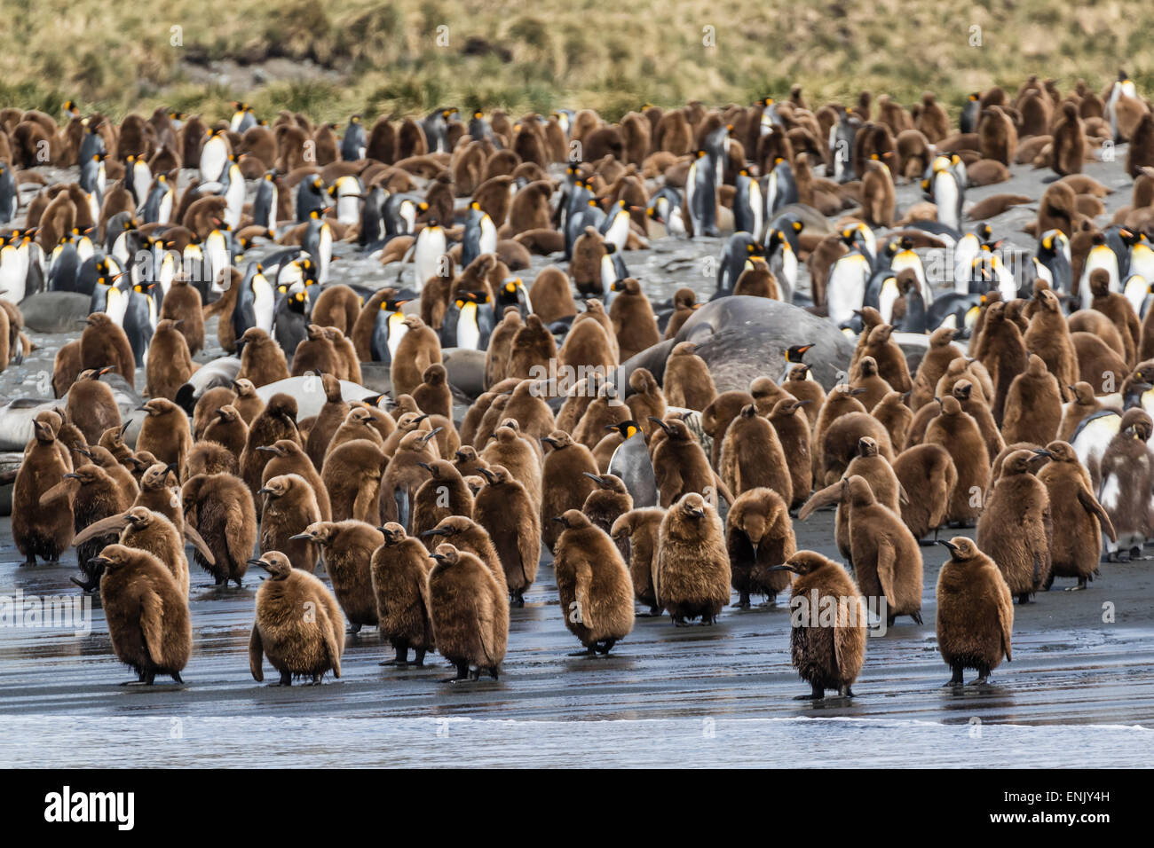 Erwachsenen König, Pinguine und Ogum junge Küken (Aptenodytes Patagonicus) in Richtung auf das Meer in Gold Harbor, Südgeorgien, Polarregionen Stockfoto