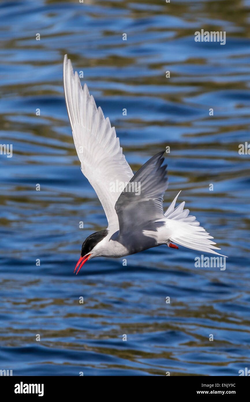 Antarktischen Seeschwalbe (Sterna Vittata Georgiae) auf der Flucht in den Ozean Hafen, Südgeorgien, Polarregionen Stockfoto