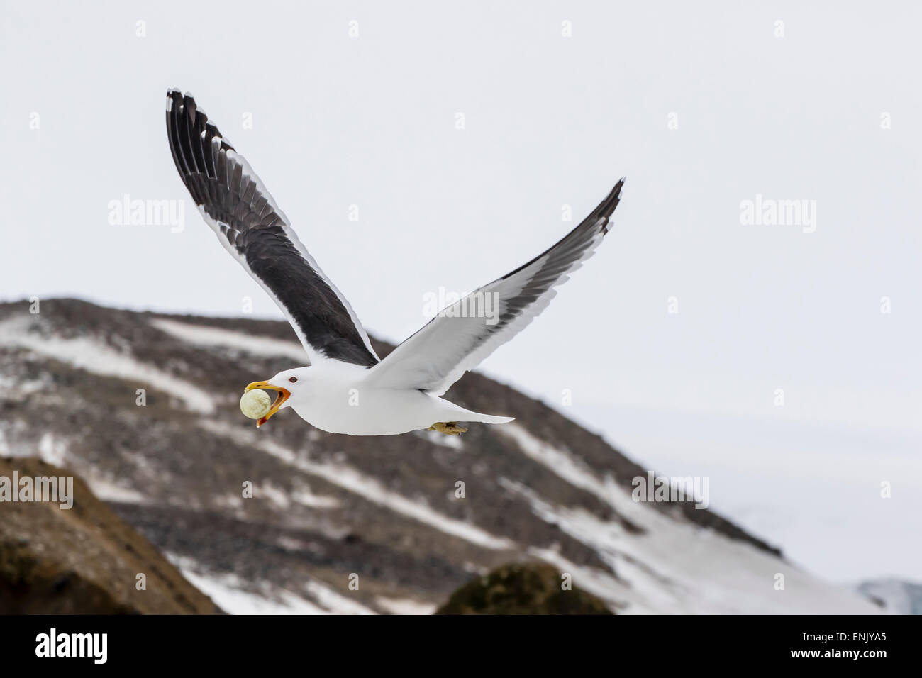 Erwachsenen Kelp Gull (Larus Dominicanus) mit gestohlenen Adelie Pinguin-Ei im Schnabel auf Brown Bluff, Antarktis, Polarregionen Stockfoto