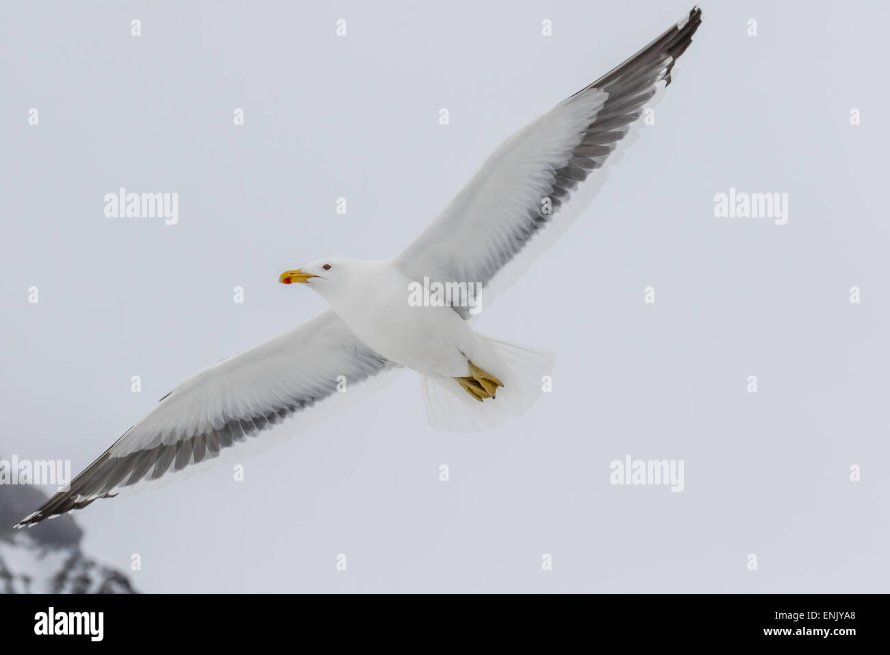 Erwachsenen Kelp Gull (Larus Dominicanus) während des Fluges zu bluffen, Brown, Antarctic Sound, Antarktis, Polarregionen Stockfoto