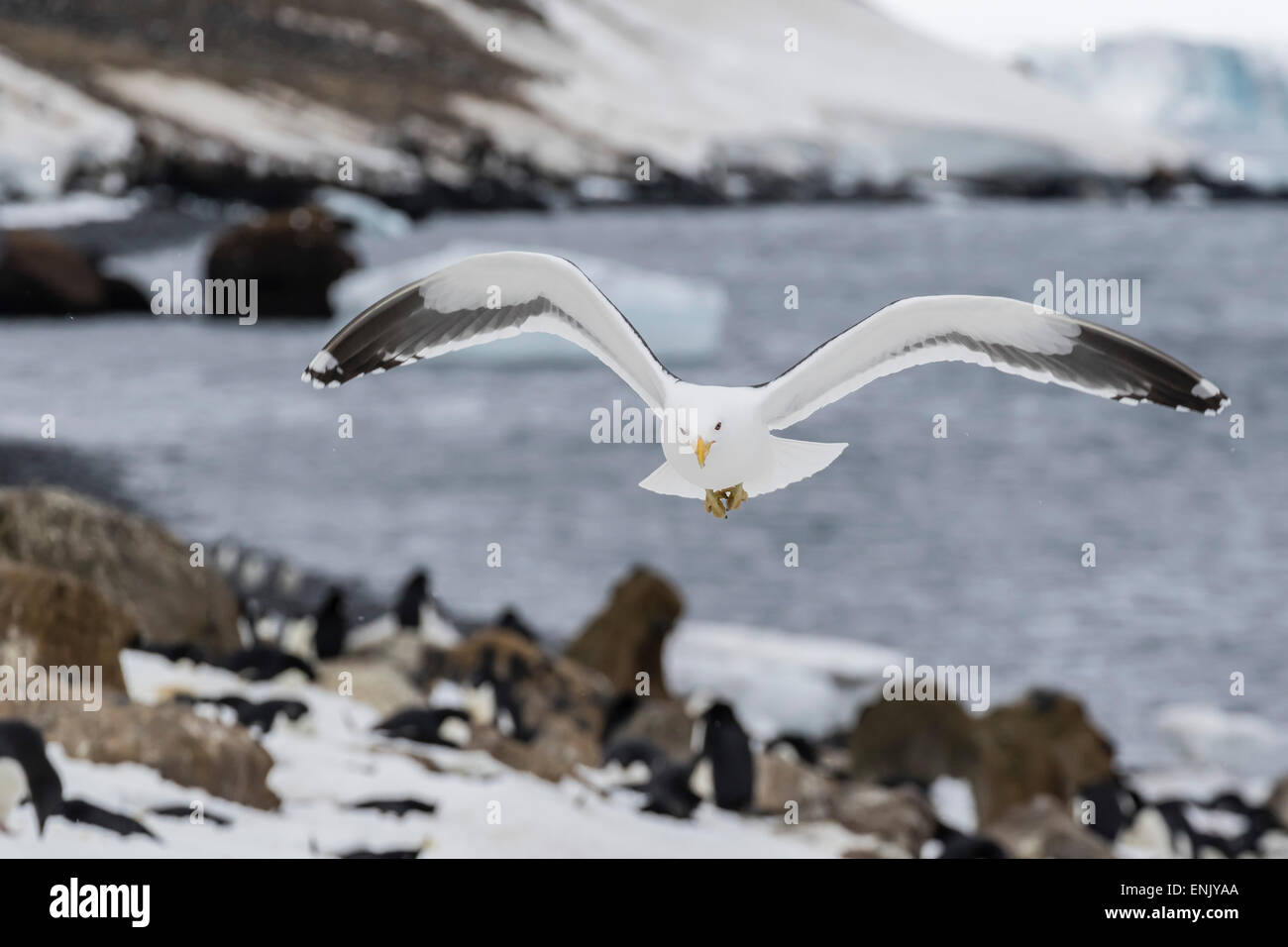 Erwachsenen Kelp Gull (Larus Dominicanus) während des Fluges zu bluffen, Brown, Antarctic Sound, Antarktis, Polarregionen Stockfoto