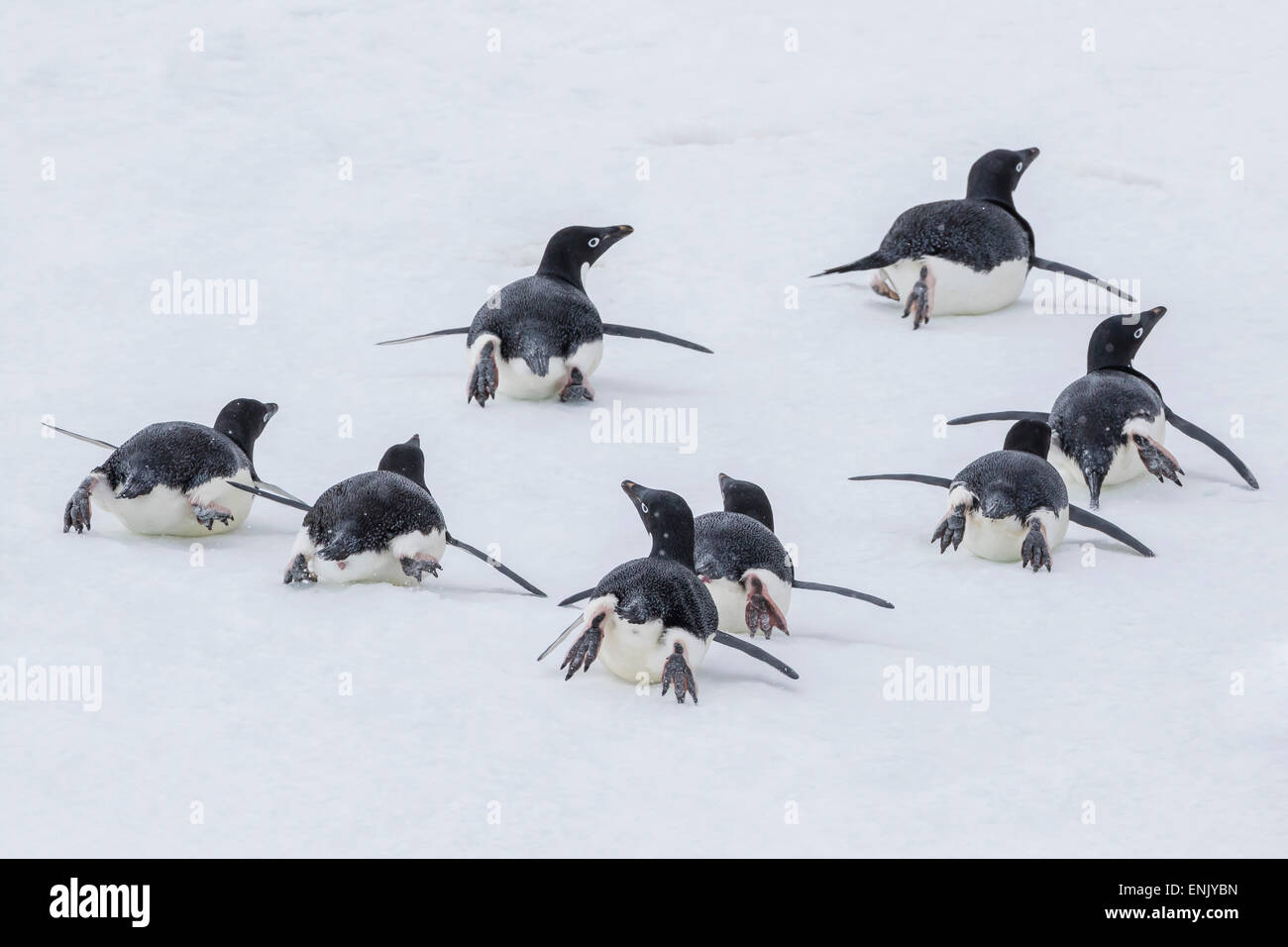 Adelie-Pinguine (Pygoscelis Adeliae) Rodeln zum Meer bei Brown Bluff, Antarktis, Südlicher Ozean, Polarregionen Stockfoto