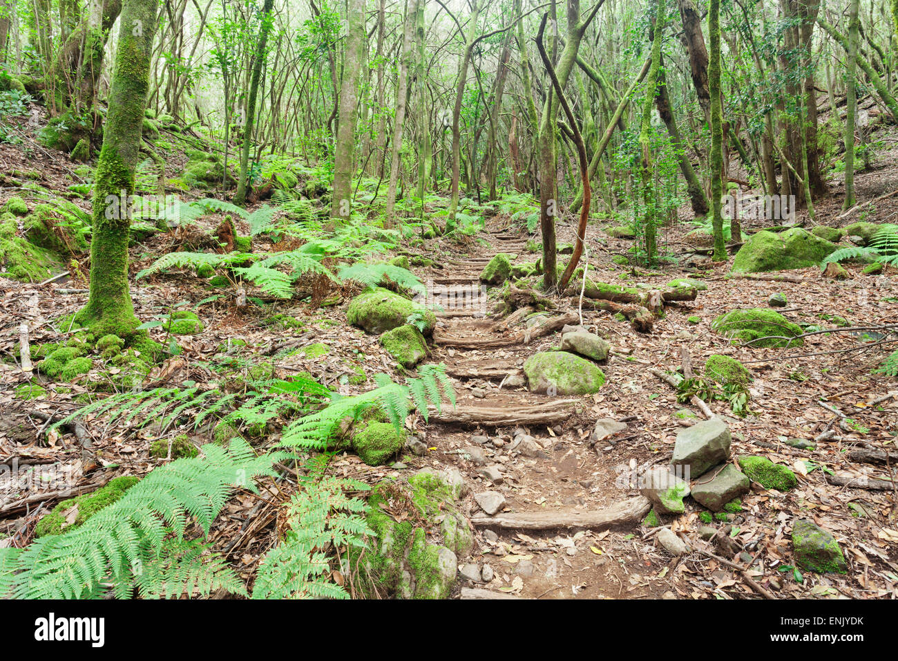 Laurel Wald, Laurisilva, Parque Nacional de Garajonay, La Gomera, Kanarische Inseln, Spanien, Europa Stockfoto