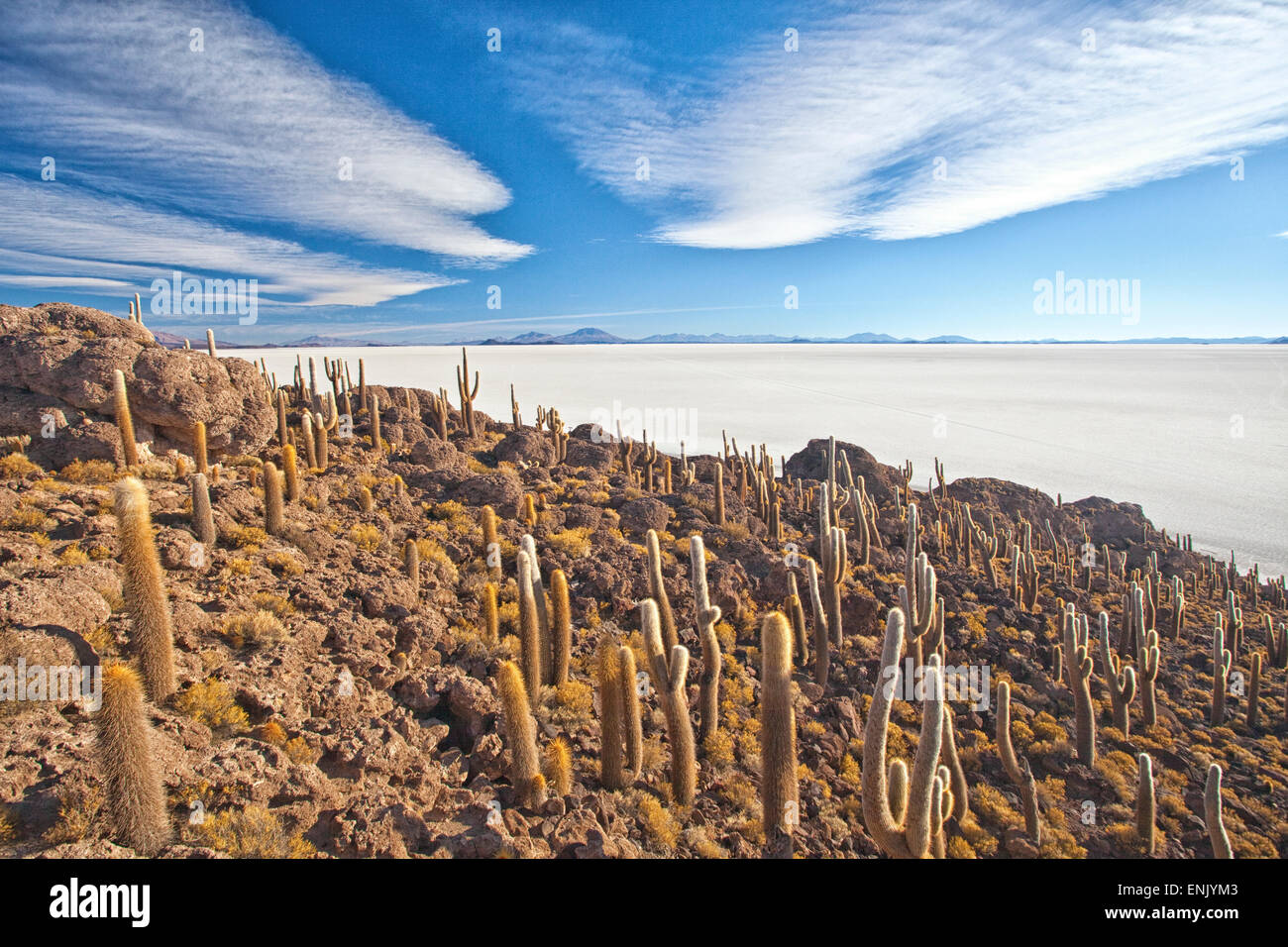 Eine tolle Aussicht von der Spitze der Isla Incahuasi, Salar de Uyuni, Bolivien, Südamerika Stockfoto