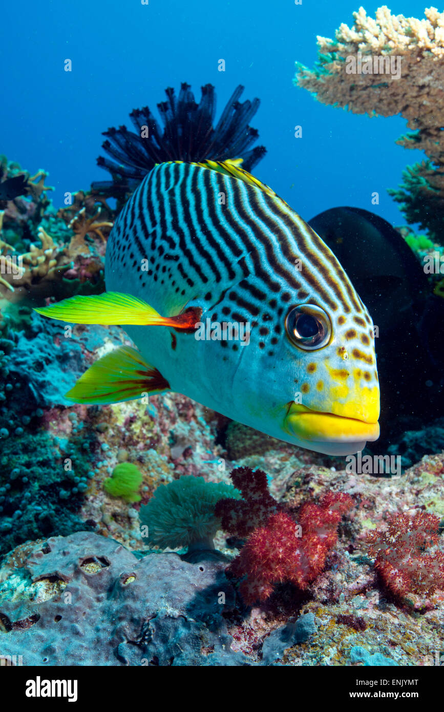 Gestreifte Süßlippen, North Ribbon Reef, Great Barrier Reef, Queensland, Australien Stockfoto