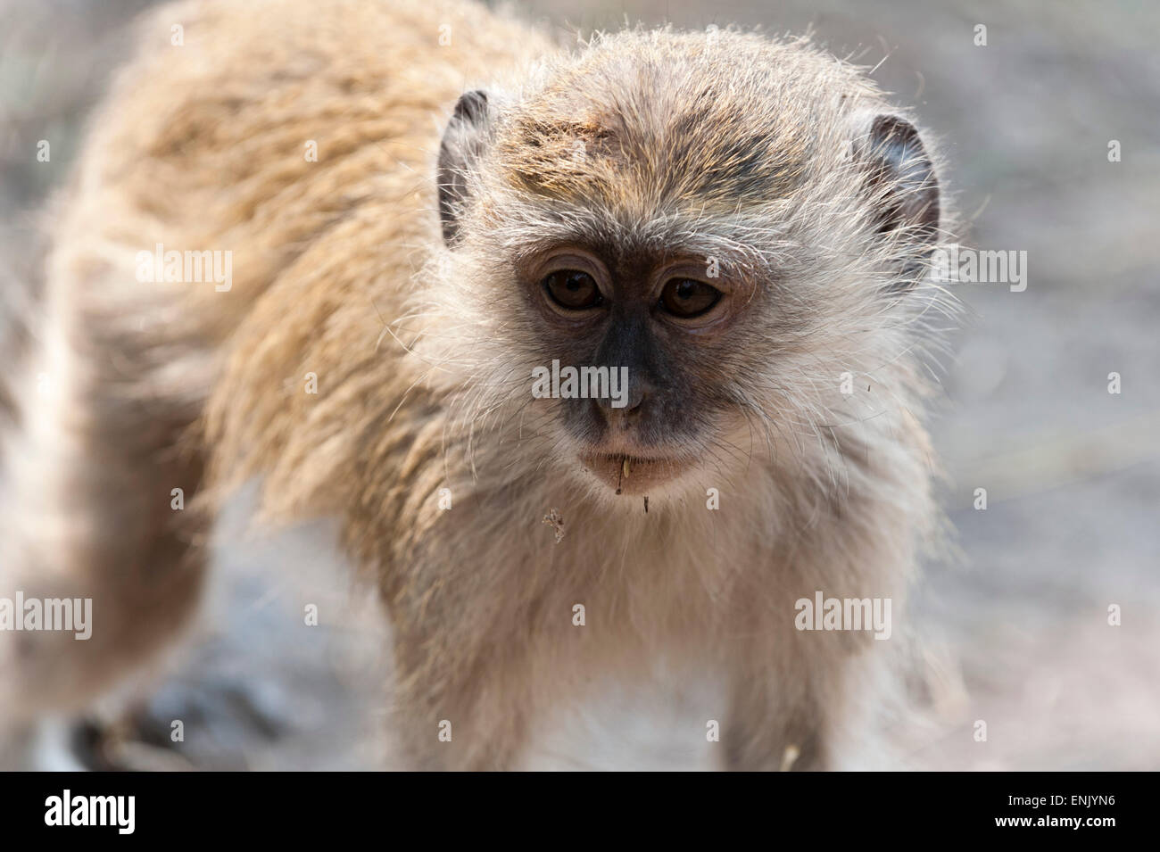 Vervet Affen (grüne Aethiops), Chobe Nationalpark, Botswana, Afrika Stockfoto