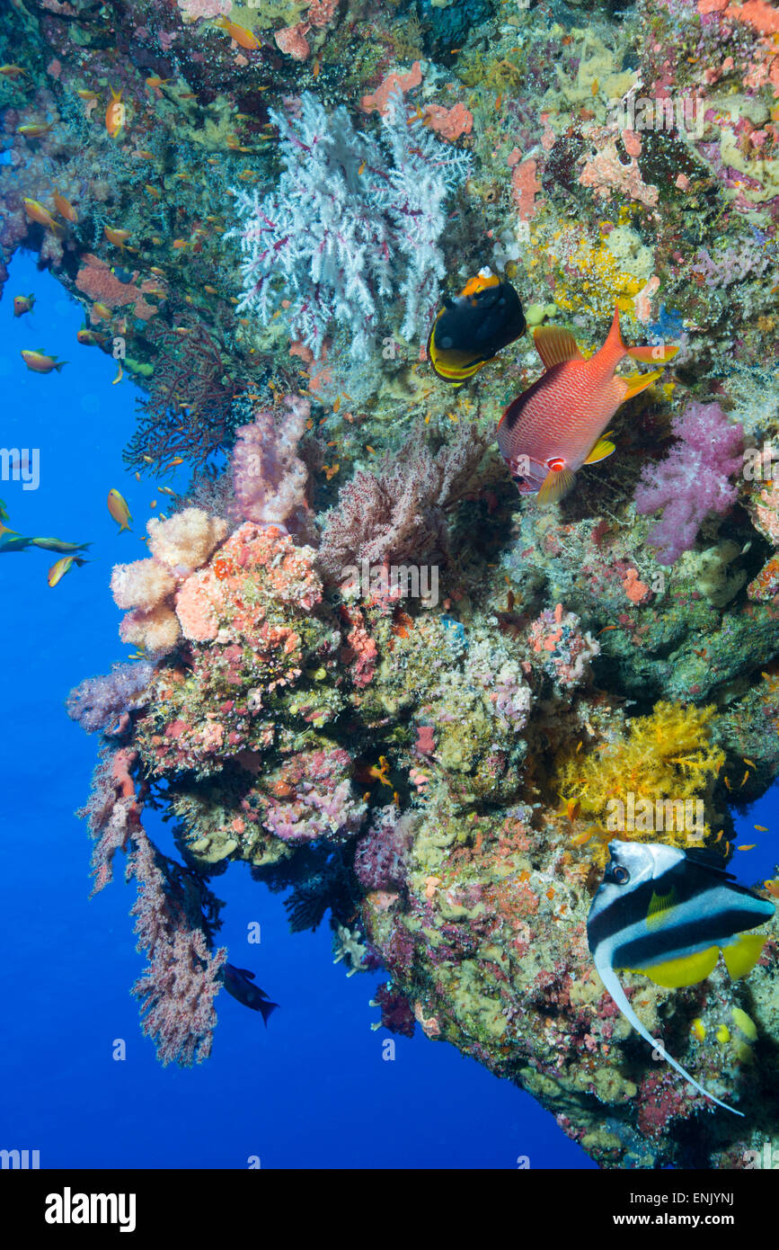 Bunte Korallen bedeckt Riff am Osprey Reef, Longfin Wimpelfischen (Heniochus Acuminatus), Coral Sea, Queensland, Australien Stockfoto