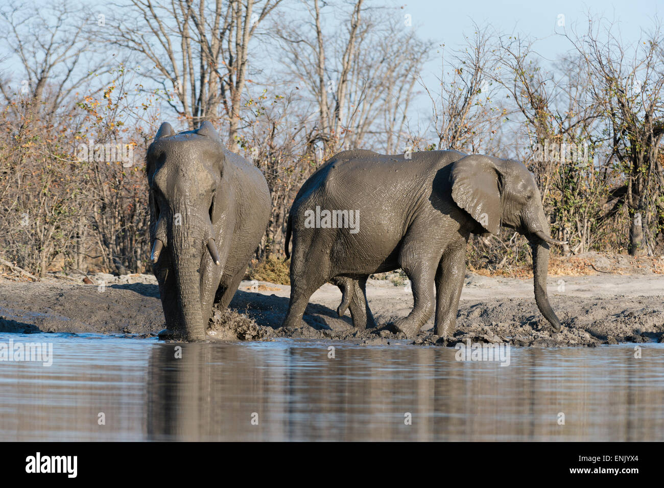 Afrikanische Elefanten (Loxodonta Africana), Khwai-Konzession, Okavango Delta, Botswana, Afrika Stockfoto