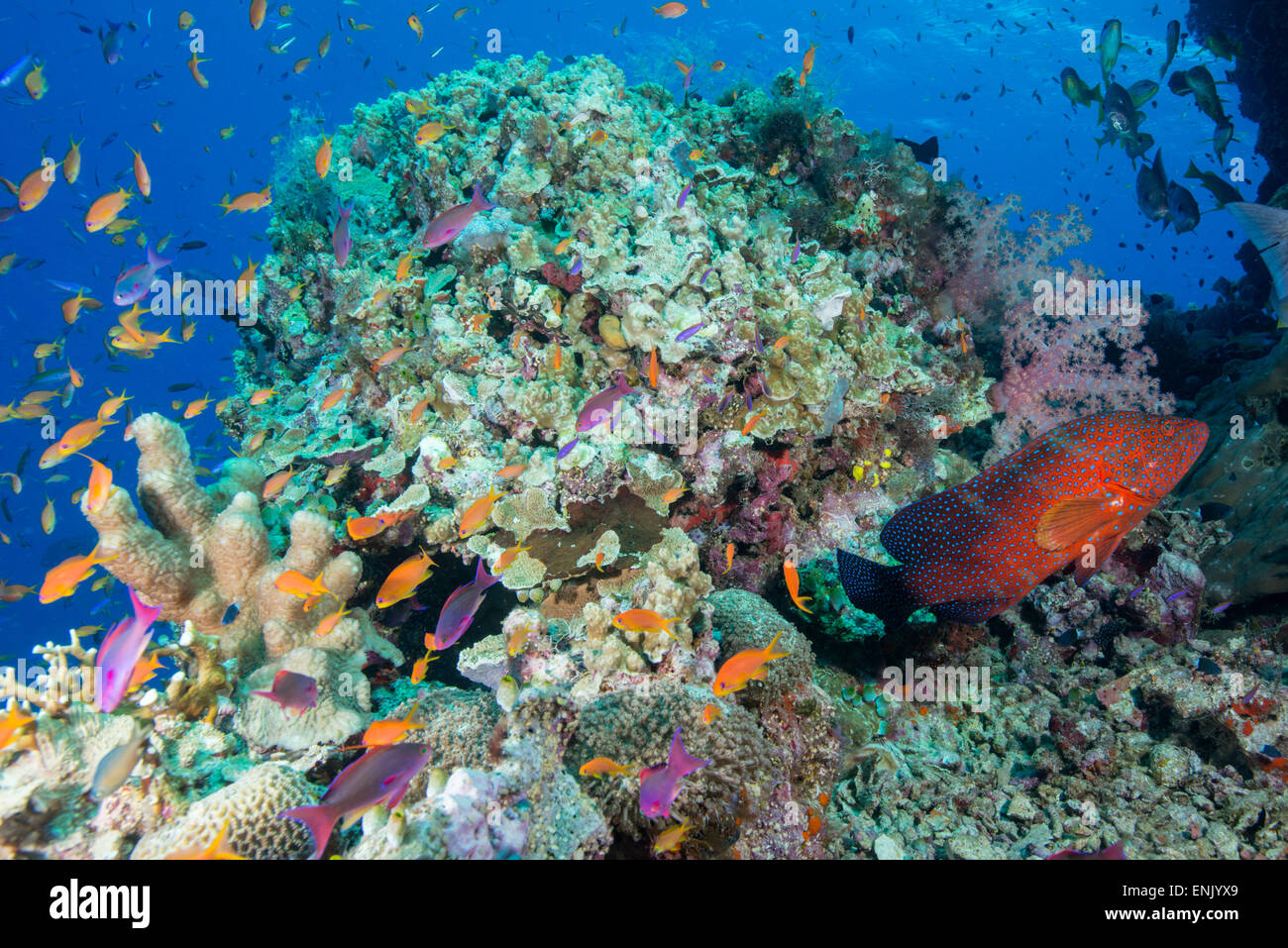 Bunten Rifffischen sowie Leopard Coral Zackenbarsch mit hart- und Weichkorallen auf Reef, Queensland, Australien Stockfoto