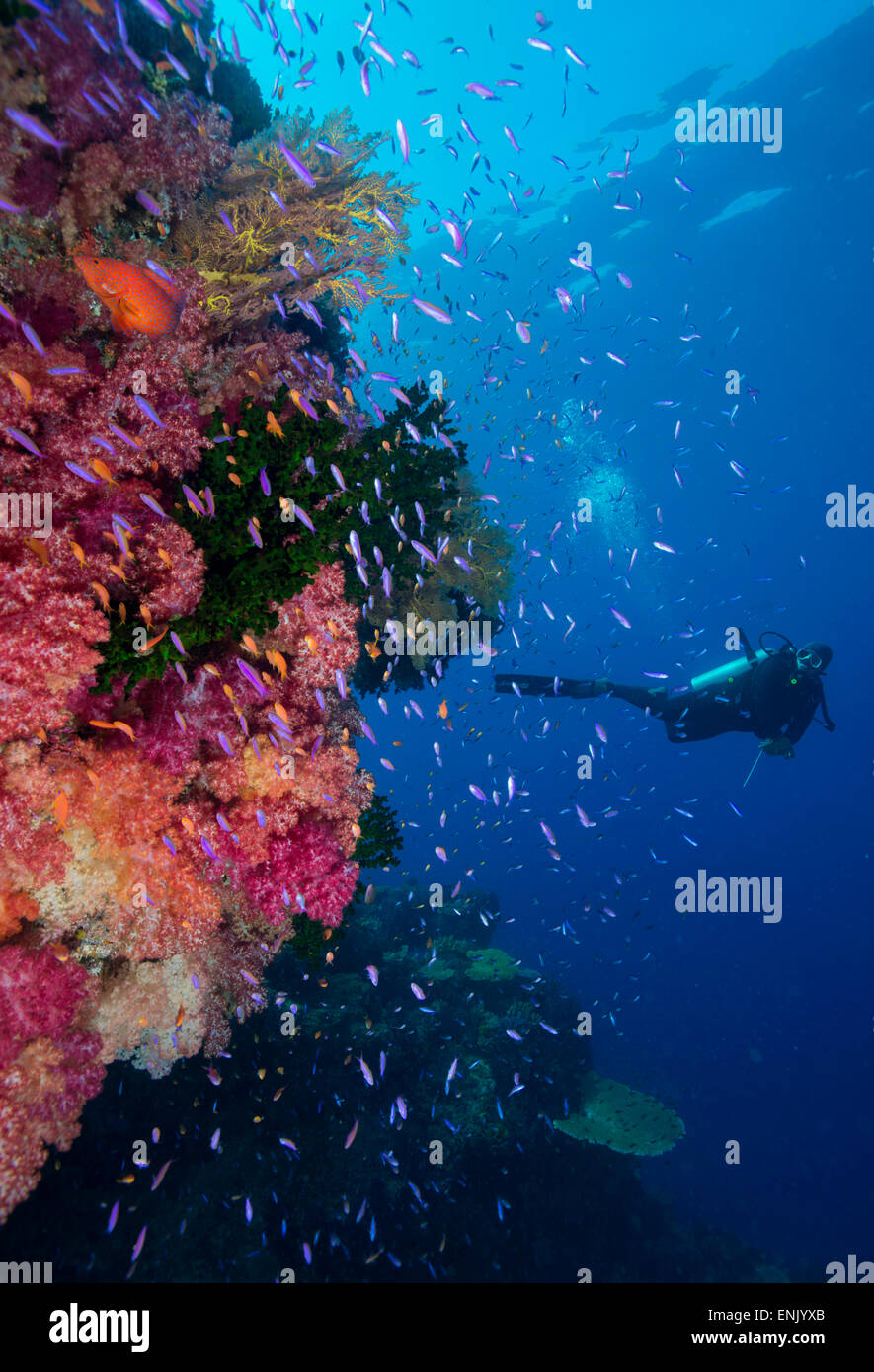 Bunte Riff-Fische (Orange und lila Anthias SP.) plus mit harten und weichen Korallen am Riff, Queensland, Australien, Pazifik Stockfoto