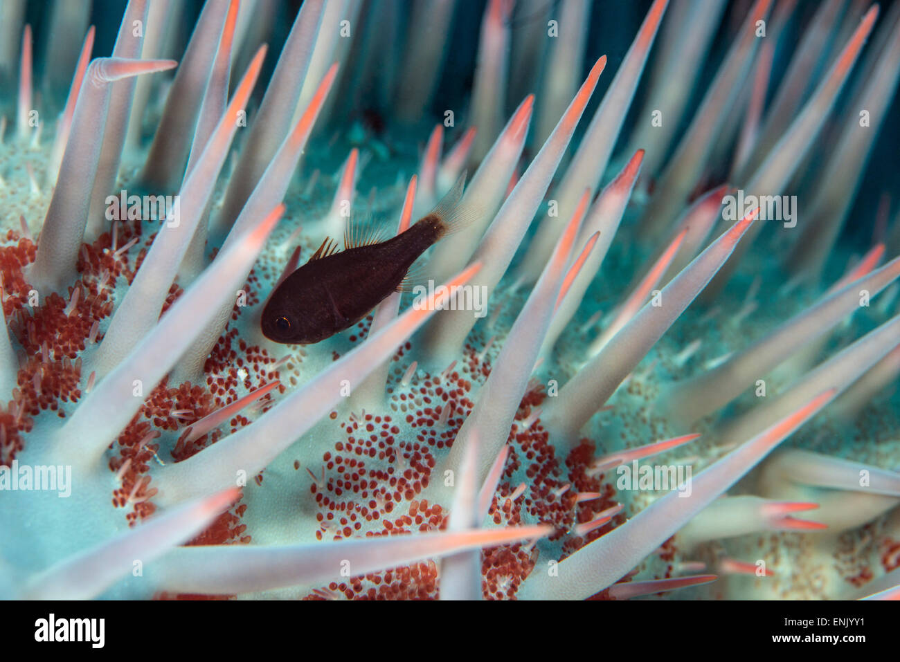 Kleiner Fisch versteckt sich in den giftigen Stacheln eine Krone aus Dornen Seestern (Acanthaster Planci), Cairns, Queensland, Australien Stockfoto