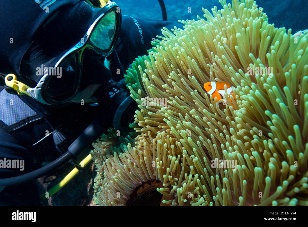 Taucher mit falscher Clown Anenomefish und Anemone, herrliche Seeanemone, Cairns, Queensland, Australien Stockfoto