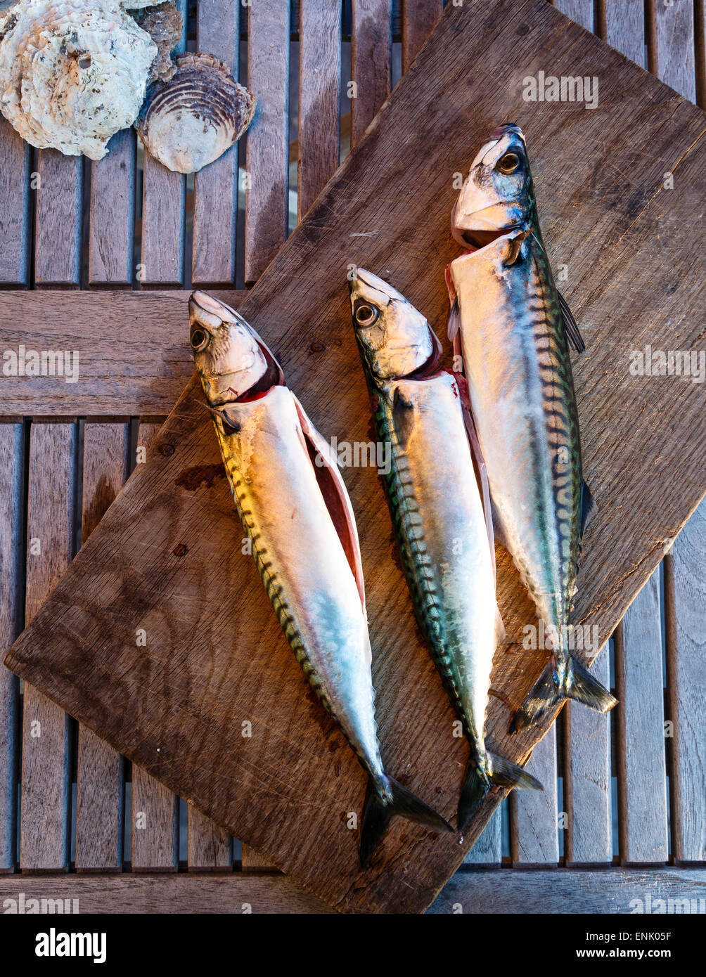 Makrele Fisch, Grebbestad, Bohuslan Region, Westküste Schweden, Skandinavien, Europa Stockfoto